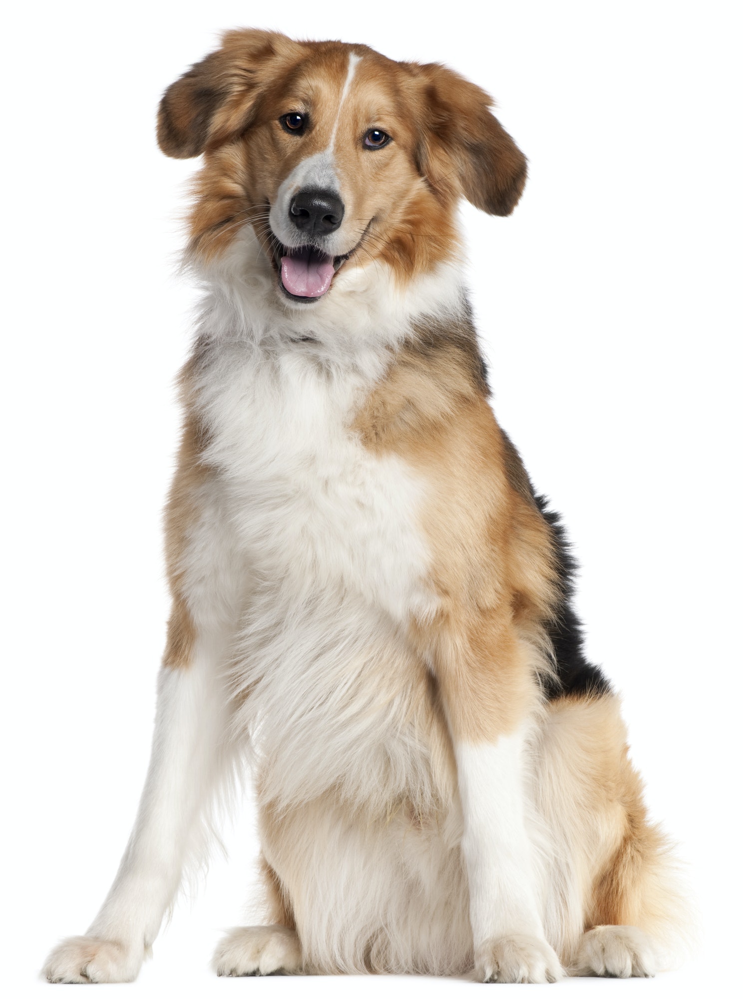 mixed breed dog and a half years old sitting in front of white background.jpg